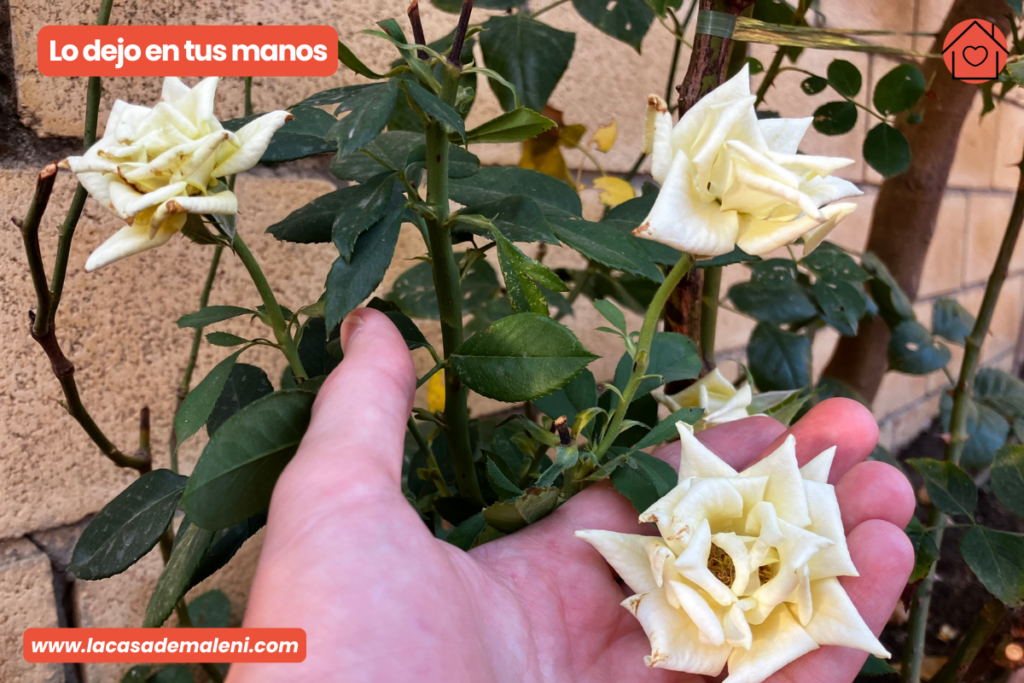 Se ve una rosa en una mano con otras de fondo que resisten el calor del verano.